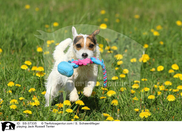 playing Jack Russell Terrier / SS-37335