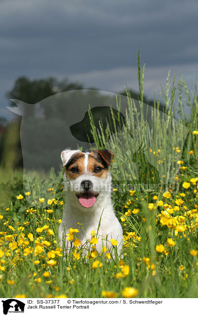 Parson Russell Terrier Portrait / Parson Russell Terrier Portrait / SS-37377