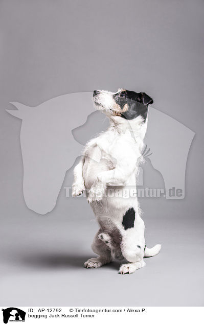 Jack Russell Terrier macht Mnnchen / begging Jack Russell Terrier / AP-12792