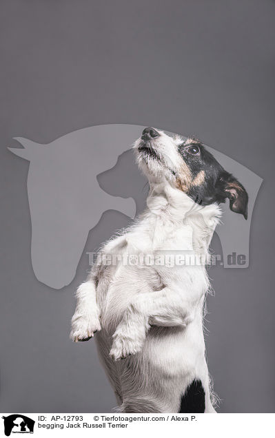 Jack Russell Terrier macht Mnnchen / begging Jack Russell Terrier / AP-12793