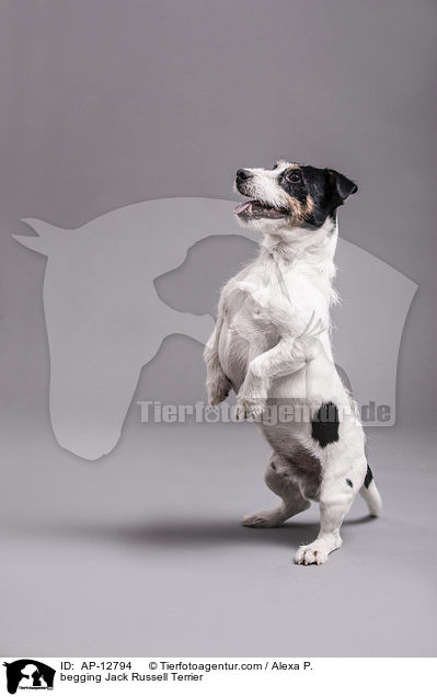 Jack Russell Terrier macht Mnnchen / begging Jack Russell Terrier / AP-12794