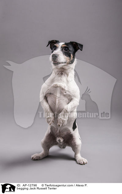 Jack Russell Terrier macht Mnnchen / begging Jack Russell Terrier / AP-12796