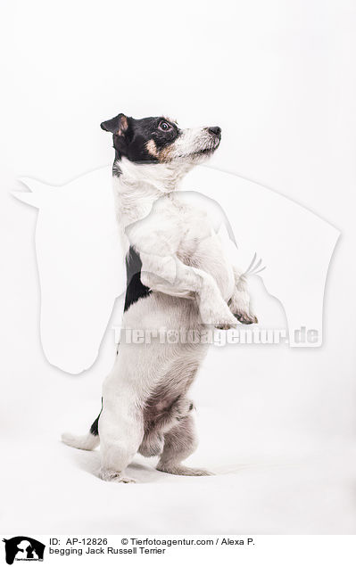 Jack Russell Terrier macht Mnnchen / begging Jack Russell Terrier / AP-12826