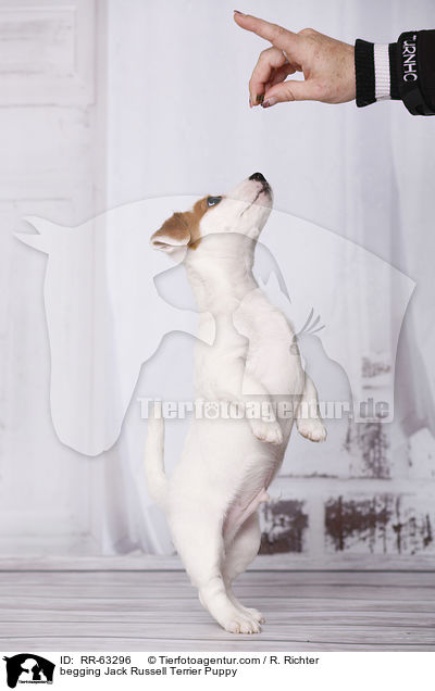 Jack Russell Terrier Welpe macht Mnnchen / begging Jack Russell Terrier Puppy / RR-63296