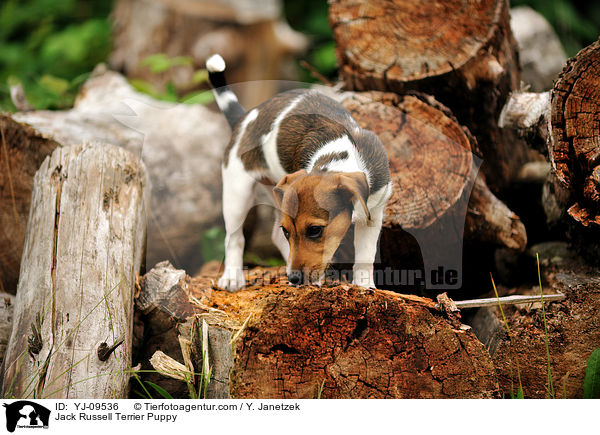 Jack Russell Terrier Welpe / Jack Russell Terrier Puppy / YJ-09536