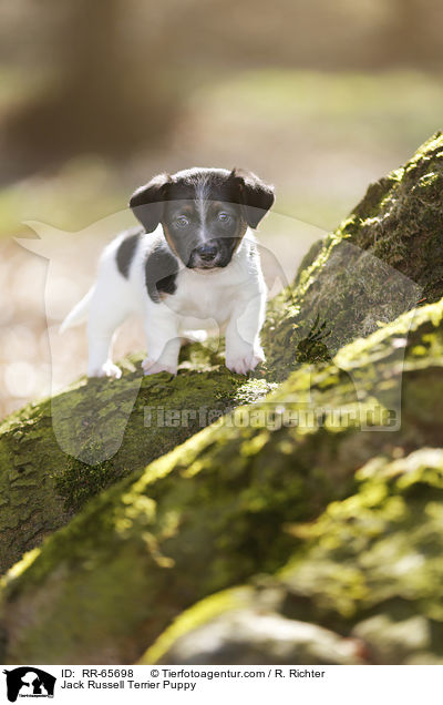 Jack Russell Terrier Puppy / RR-65698