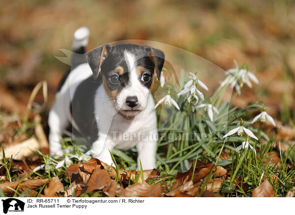 Jack Russell Terrier Puppy / RR-65711