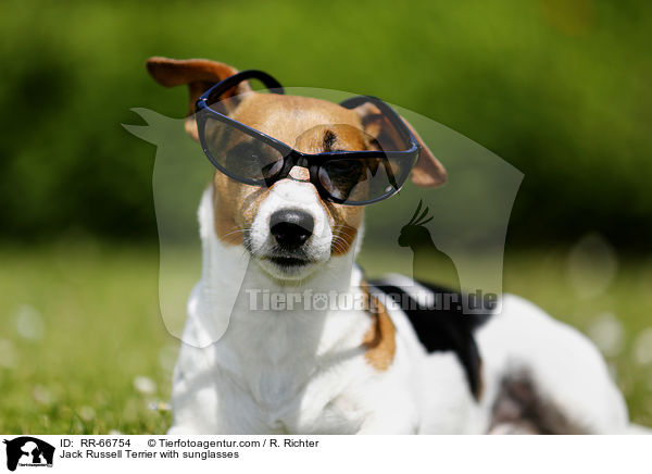 Jack Russell Terrier mit Sonnenbrille / Jack Russell Terrier with sunglasses / RR-66754