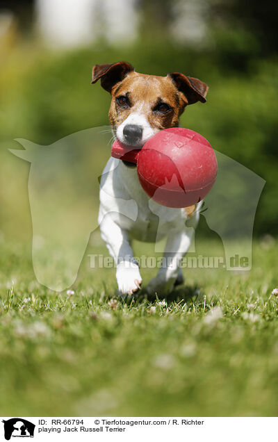 playing Jack Russell Terrier / RR-66794