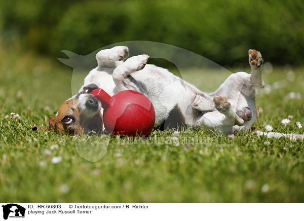 playing Jack Russell Terrier / RR-66803