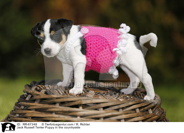 Jack Russell Terrier Welpe im Grnen / Jack Russell Terrier Puppy in the countryside / RR-67348