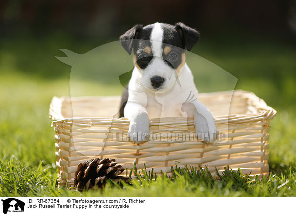 Jack Russell Terrier Puppy in the countryside / RR-67354