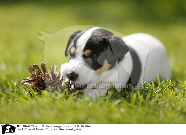Jack Russell Terrier Welpe im Grnen / Jack Russell Terrier Puppy in the countryside / RR-67359