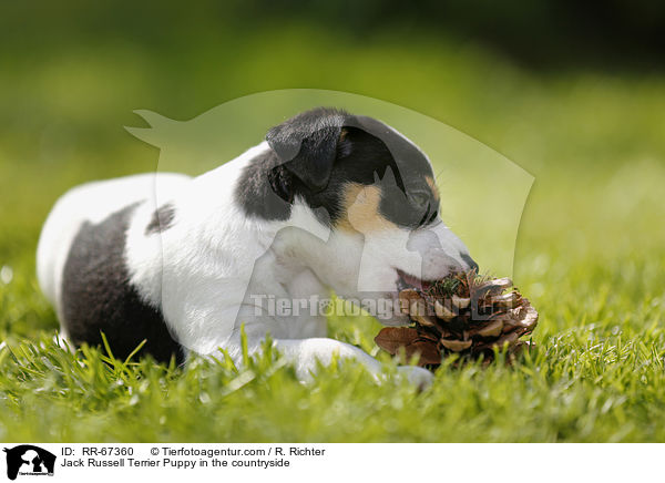 Jack Russell Terrier Welpe im Grnen / Jack Russell Terrier Puppy in the countryside / RR-67360