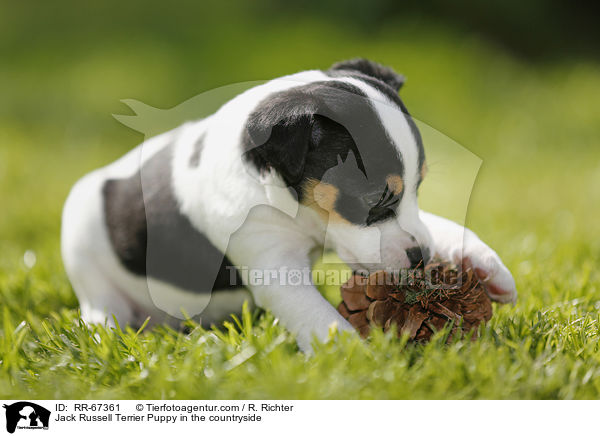 Jack Russell Terrier Welpe im Grnen / Jack Russell Terrier Puppy in the countryside / RR-67361