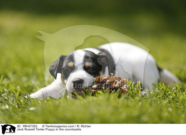 Jack Russell Terrier Welpe im Grnen / Jack Russell Terrier Puppy in the countryside / RR-67362