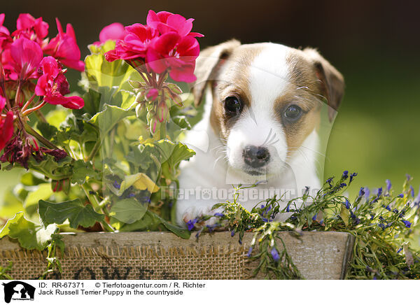 Jack Russell Terrier Puppy in the countryside / RR-67371