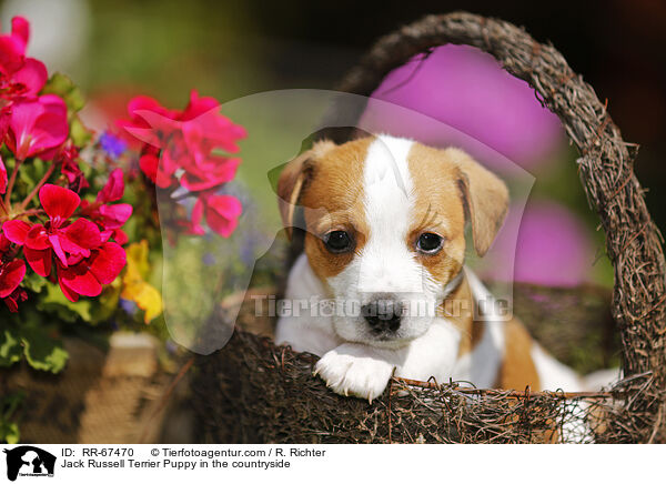 Jack Russell Terrier Puppy in the countryside / RR-67470