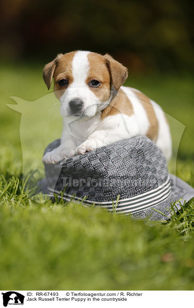 Jack Russell Terrier Puppy in the countryside / RR-67493