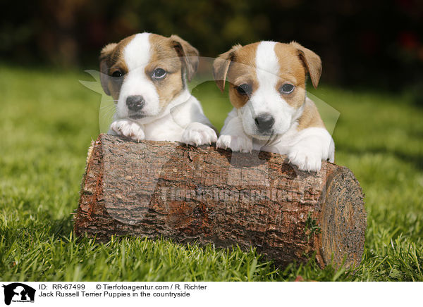 Jack Russell Terrier Puppies in the countryside / RR-67499