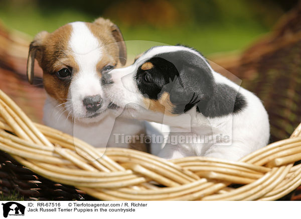Jack Russell Terrier Puppies in the countryside / RR-67516