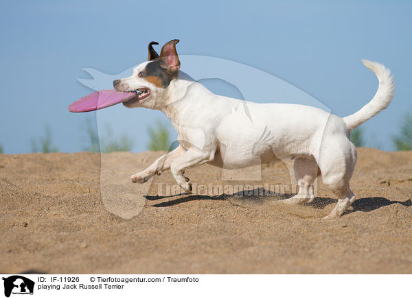 playing Jack Russell Terrier / IF-11926