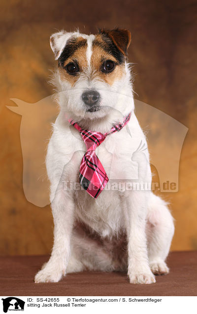 sitzender Parson Russell Terrier / sitting Parson Russell Terrier / SS-42655