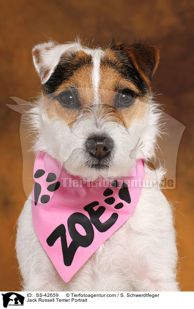 Jack Russell Terrier Portrait / SS-42659