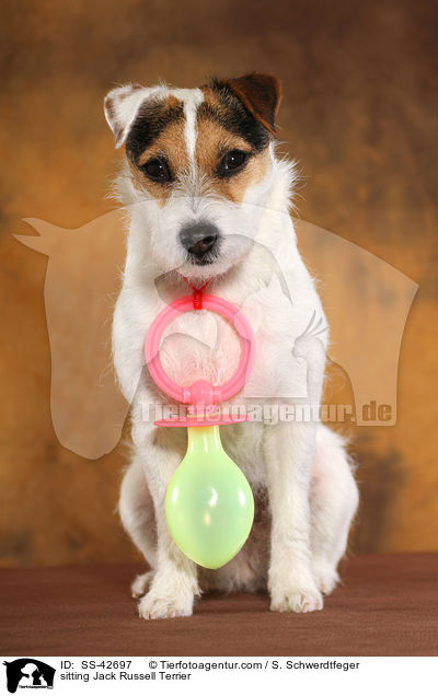 sitzender Parson Russell Terrier / sitting Parson Russell Terrier / SS-42697