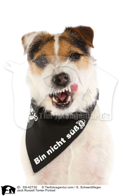 Jack Russell Terrier Portrait / SS-42730