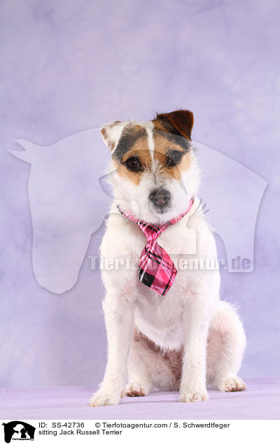 sitzender Parson Russell Terrier / sitting Parson Russell Terrier / SS-42736
