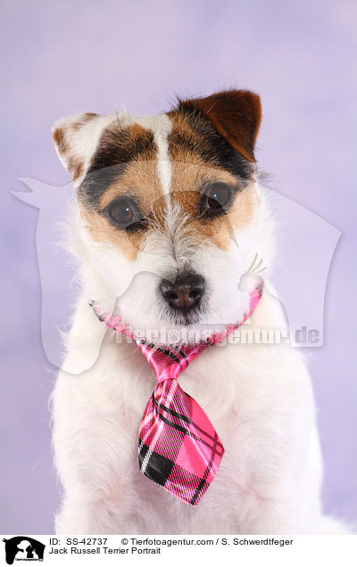 Jack Russell Terrier Portrait / SS-42737