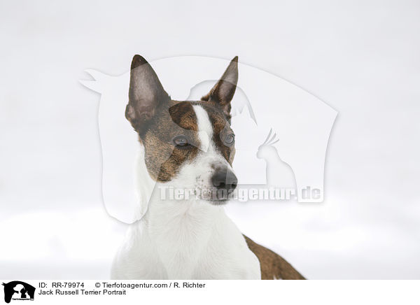 Jack Russell Terrier Portrait / RR-79974