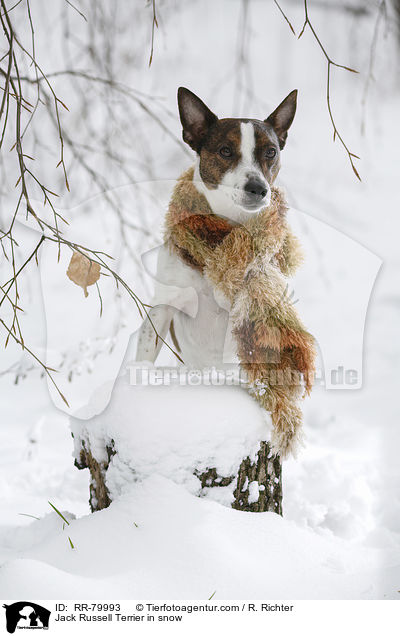 Jack Russell Terrier im Schnee / Jack Russell Terrier in snow / RR-79993