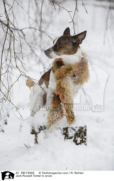 Jack Russell Terrier im Winter / Jack Russell Terrier in snow / RR-79995