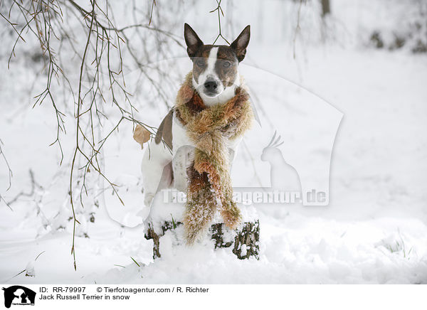 Jack Russell Terrier im Winter / Jack Russell Terrier in snow / RR-79997