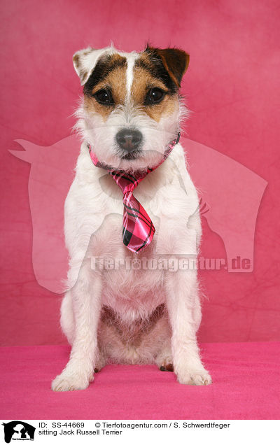 sitzender Parson Russell Terrier / sitting Parson Russell Terrier / SS-44669