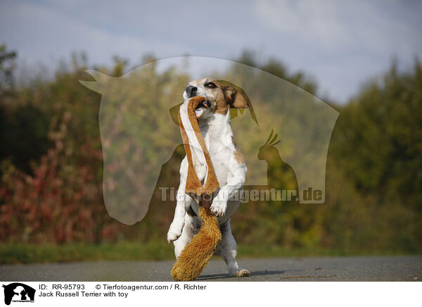 Jack Russell Terrier mit Spielzeug / Jack Russell Terrier with toy / RR-95793