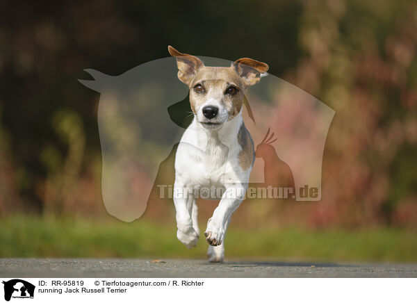 rennender Jack Russell Terrier / running Jack Russell Terrier / RR-95819