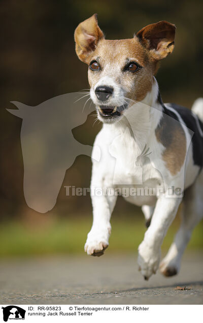 rennender Jack Russell Terrier / running Jack Russell Terrier / RR-95823