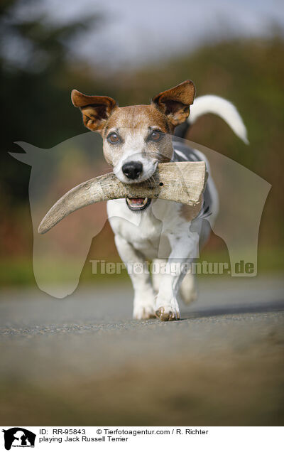 spielender Jack Russell Terrier / playing Jack Russell Terrier / RR-95843