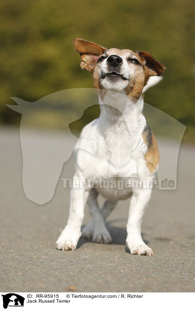 Jack Russell Terrier / Jack Russell Terrier / RR-95915