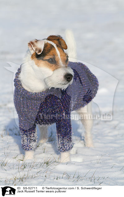 Jack Russell Terrier trgt Pullover / Jack Russell Terrier wears pullover / SS-52711