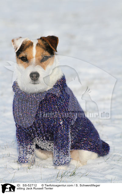 sitzender Jack Russell Terrier / sitting Jack Russell Terrier / SS-52712