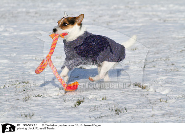 spielender Jack Russell Terrier / playing Jack Russell Terrier / SS-52715