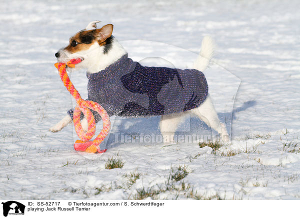 spielender Jack Russell Terrier / playing Jack Russell Terrier / SS-52717