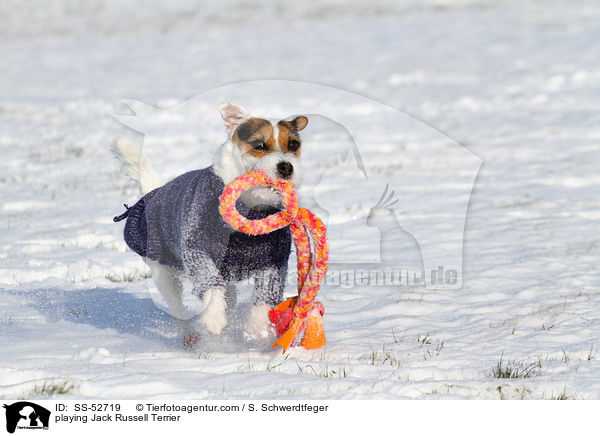spielender Jack Russell Terrier / playing Jack Russell Terrier / SS-52719
