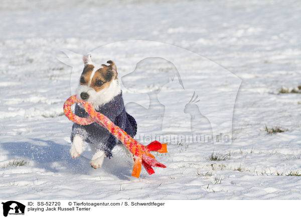 spielender Jack Russell Terrier / playing Jack Russell Terrier / SS-52720
