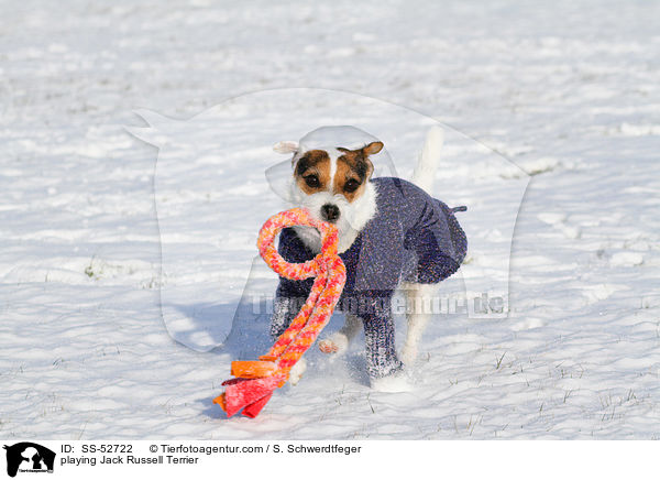 spielender Jack Russell Terrier / playing Jack Russell Terrier / SS-52722