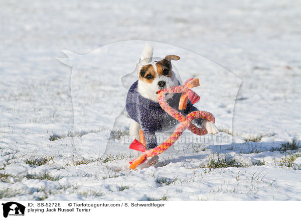spielender Jack Russell Terrier / playing Jack Russell Terrier / SS-52726